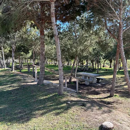 S&f- * Algorfa